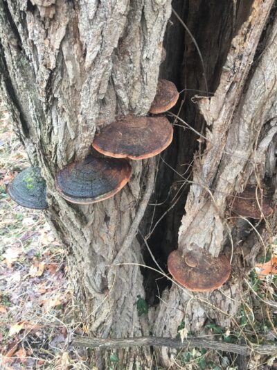 Dunegant Park - Florissant, MO