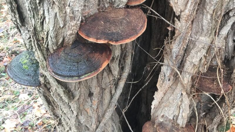 Dunegant Park - Florissant, MO