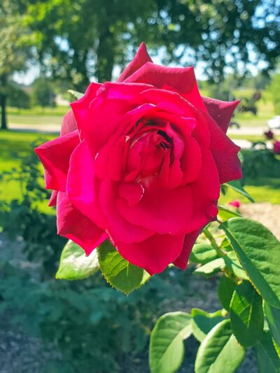 Florissant Valley Park - Florissant, MO