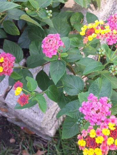 Little Woods Park - Florissant, MO