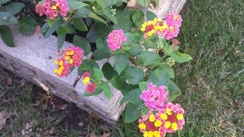 Little Woods Park - Florissant, MO