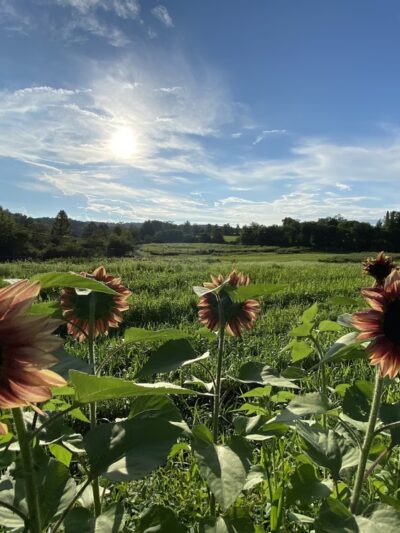 Crooked Mountain - Floyd, VA