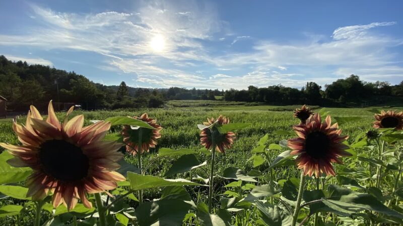 Crooked Mountain - Floyd, VA
