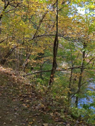 Dodd Creek Trail - Floyd, VA