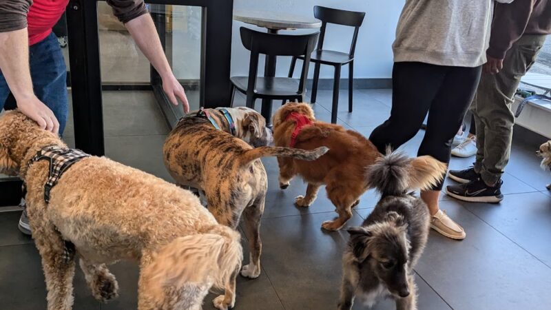 Annie's Social - Flushing, NY