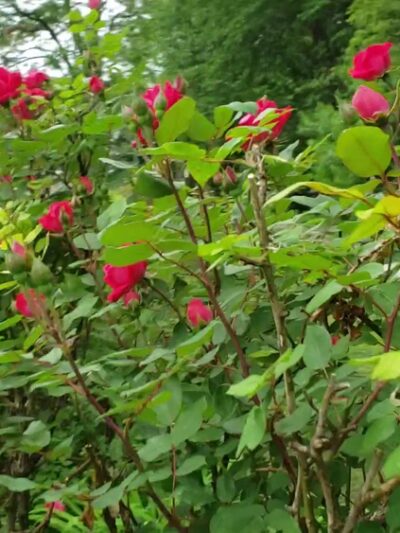 Kissena Corridor Park - Flushing, NY