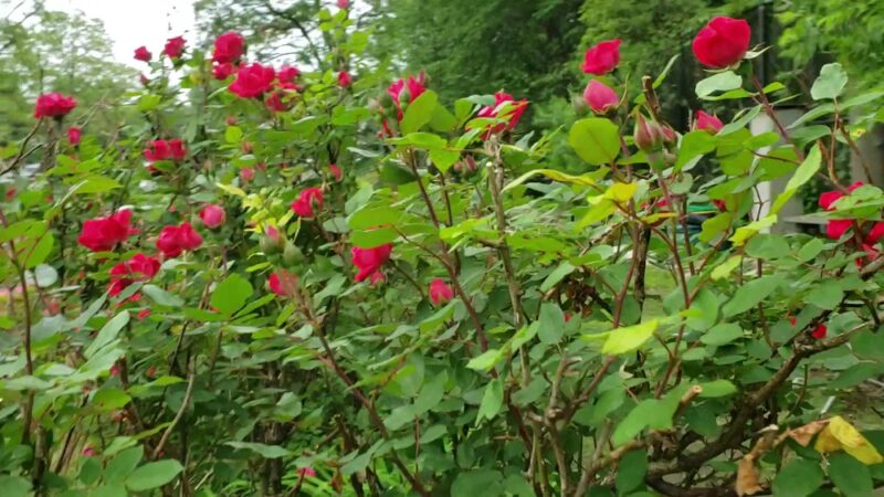 Kissena Corridor Park - Flushing, NY