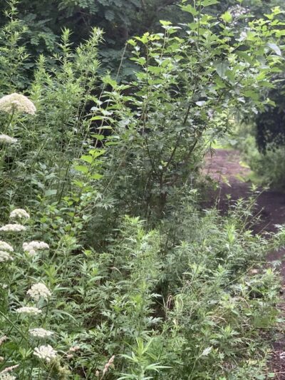 Kissena Park Trail - Flushing, NY