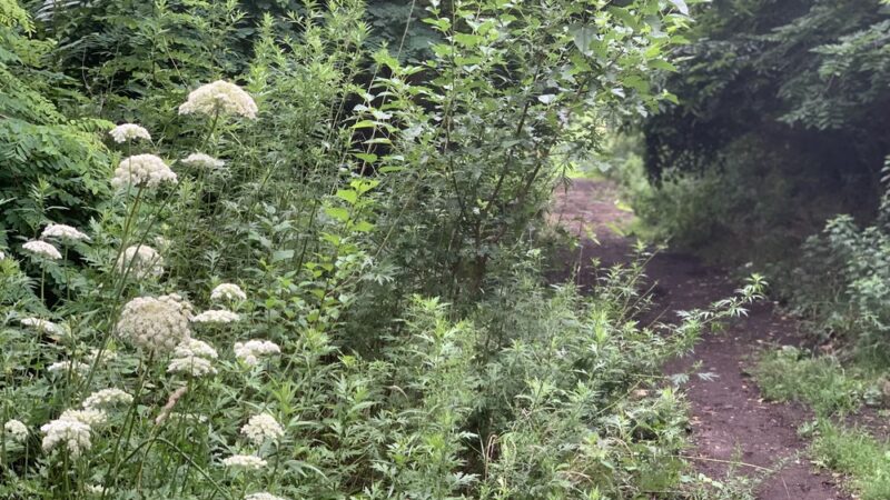 Kissena Park Trail - Flushing, NY