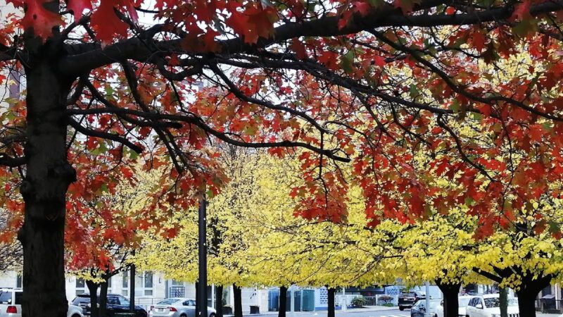 Leavitts Park - Flushing, NY