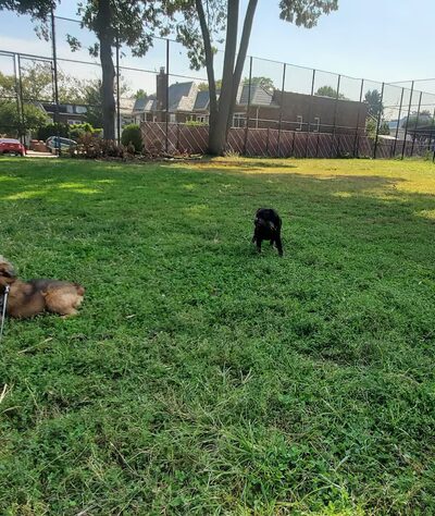 Leonardo Ingravallo Playground - Flushing, NY