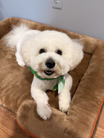 NY Puppy Club 191st - Flushing, NY