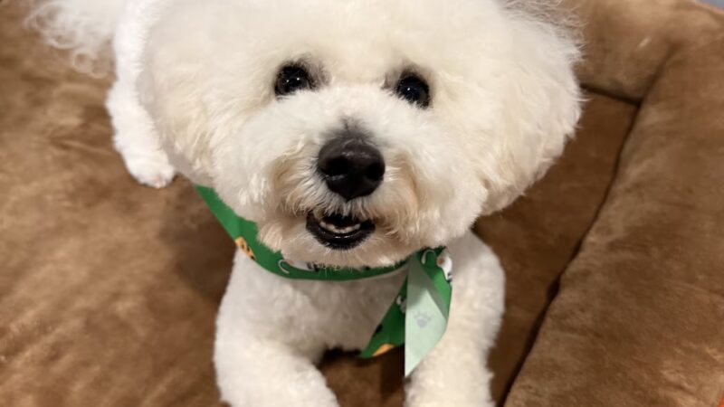 NY Puppy Club 191st - Flushing, NY