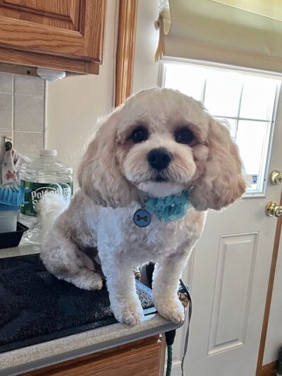 NY Puppy Club 191st - Flushing, NY