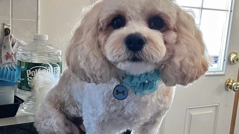 NY Puppy Club 191st - Flushing, NY