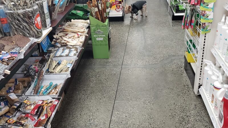 NY Puppy Club 191st - Flushing, NY