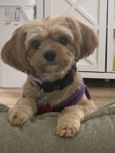 NY Puppy Club 191st - Flushing, NY