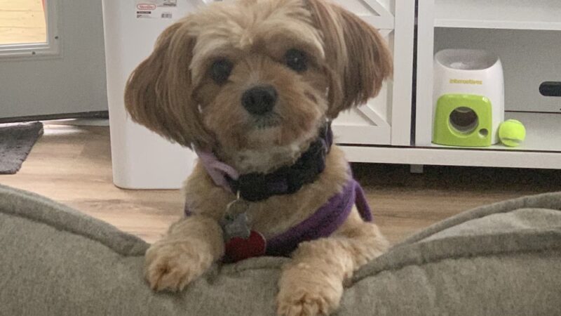 NY Puppy Club 191st - Flushing, NY