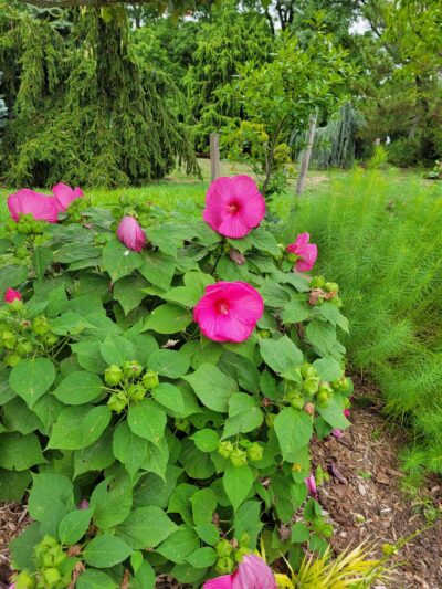 Queens Botanical Garden - Flushing, NY