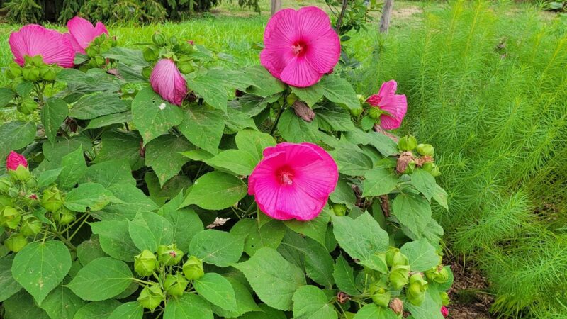 Queens Botanical Garden - Flushing, NY