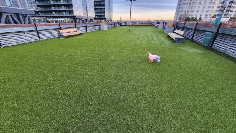 The Grand Dog Run - Flushing, NY