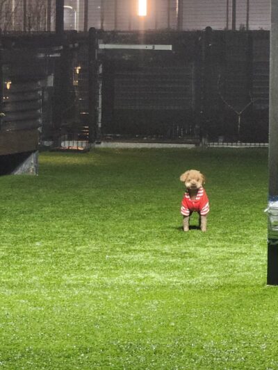 The Grand Dog Run - Flushing, NY