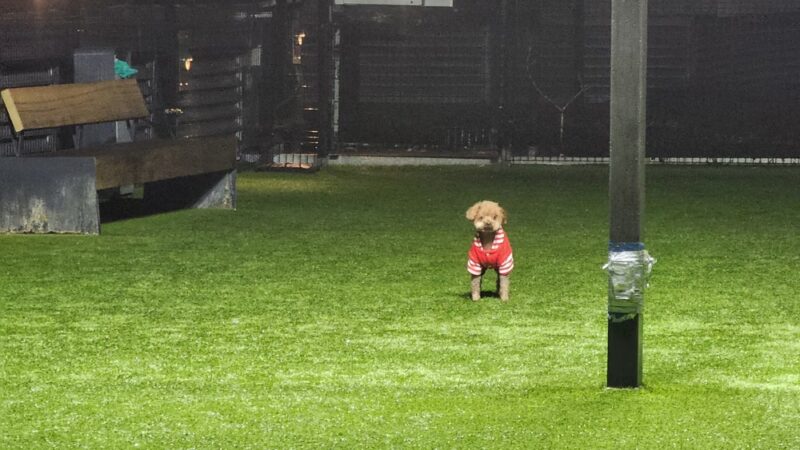 The Grand Dog Run - Flushing, NY