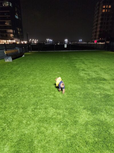 The Grand Dog Run - Flushing, NY