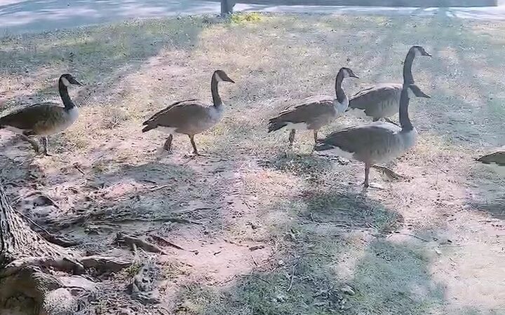 Bowne Park - Flushing, NY