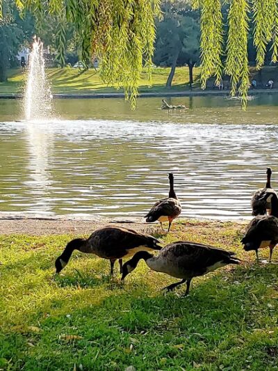 Bowne Park - Flushing, NY