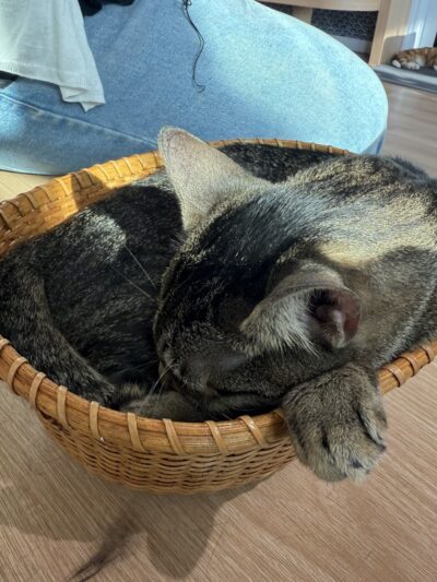 Kokoro Cat Café - Flushing, NY