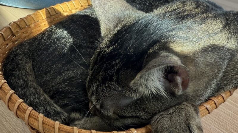 Kokoro Cat Café - Flushing, NY