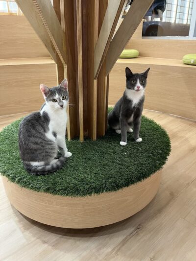 Kokoro Cat Café - Flushing, NY