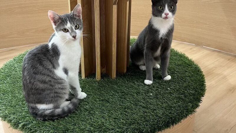 Kokoro Cat Café - Flushing, NY