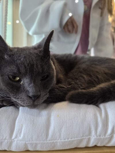 Kokoro Cat Café - Flushing, NY