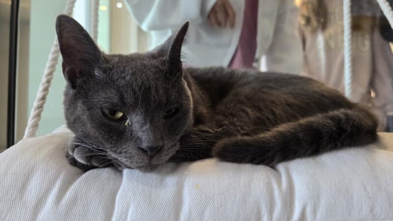 Kokoro Cat Café - Flushing, NY