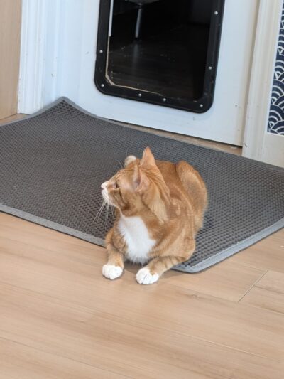 Kokoro Cat Café - Flushing, NY