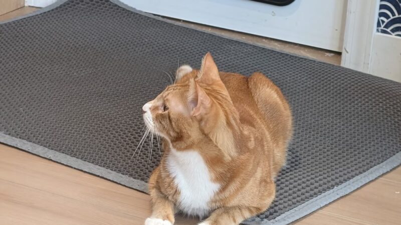 Kokoro Cat Café - Flushing, NY