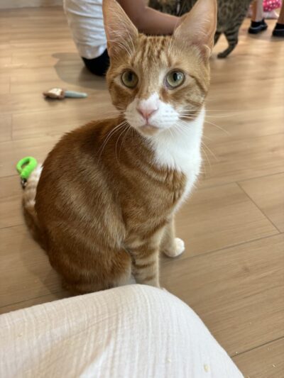 Kokoro Cat Café - Flushing, NY