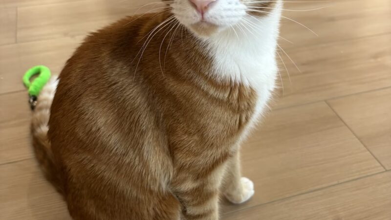 Kokoro Cat Café - Flushing, NY