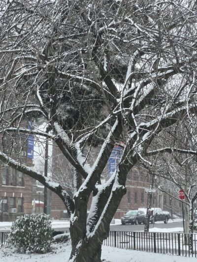 Lawrence Triangle - Flushing, NY