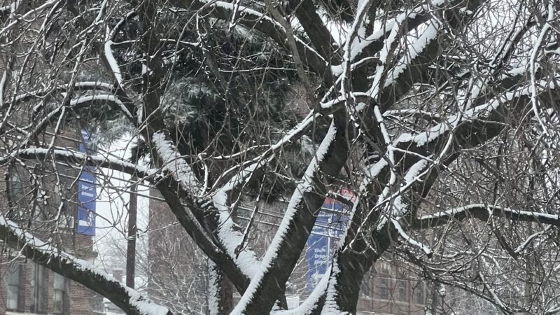 Lawrence Triangle - Flushing, NY