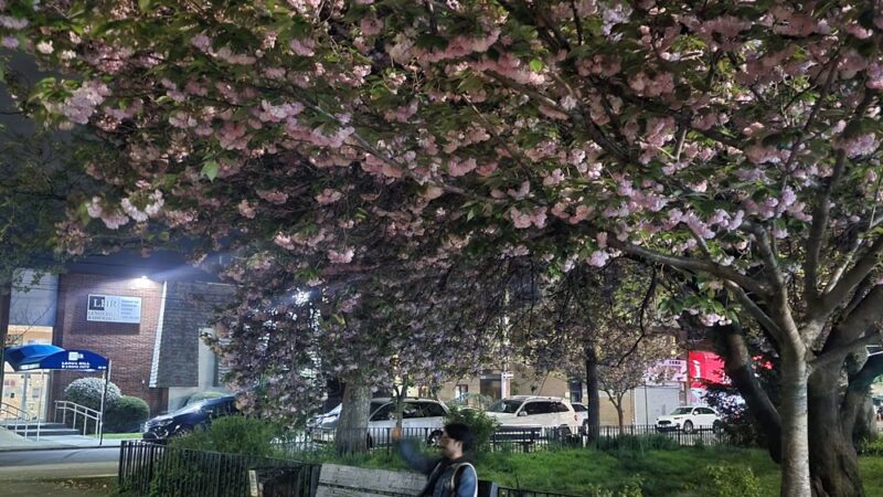 Lawrence Triangle - Flushing, NY