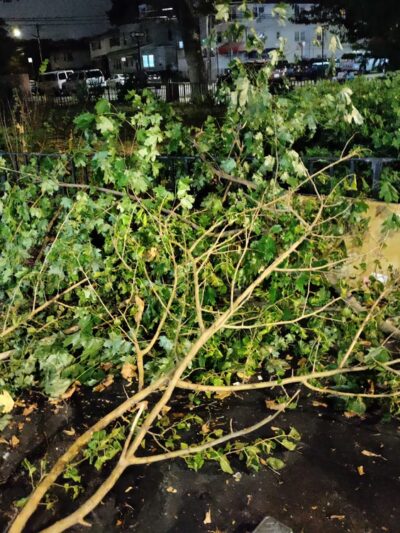 Lawrence Triangle - Flushing, NY