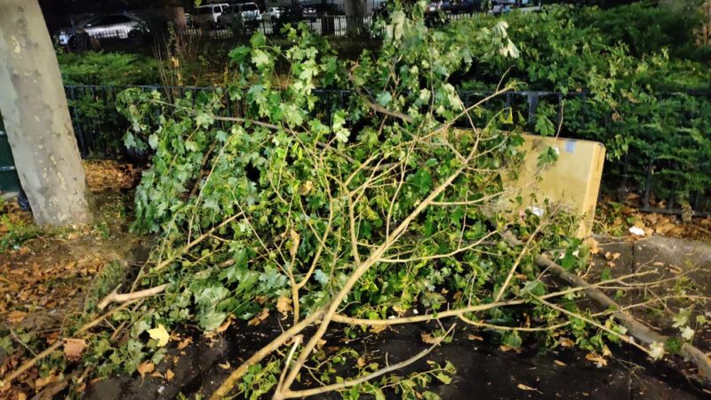 Lawrence Triangle - Flushing, NY