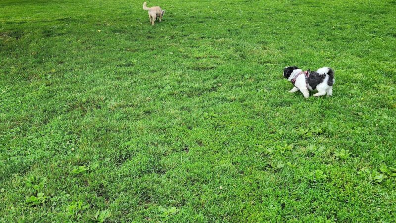 Upper Macungie Park - Fogelsville, PA