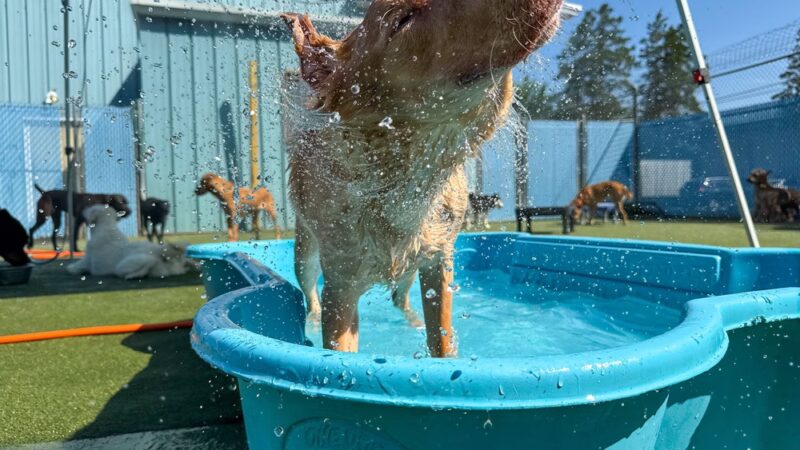 KIWIdogz - Folsom, PA