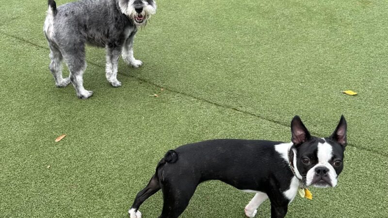 KIWIdogz - Folsom, PA