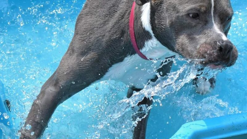 KIWIdogz - Folsom, PA