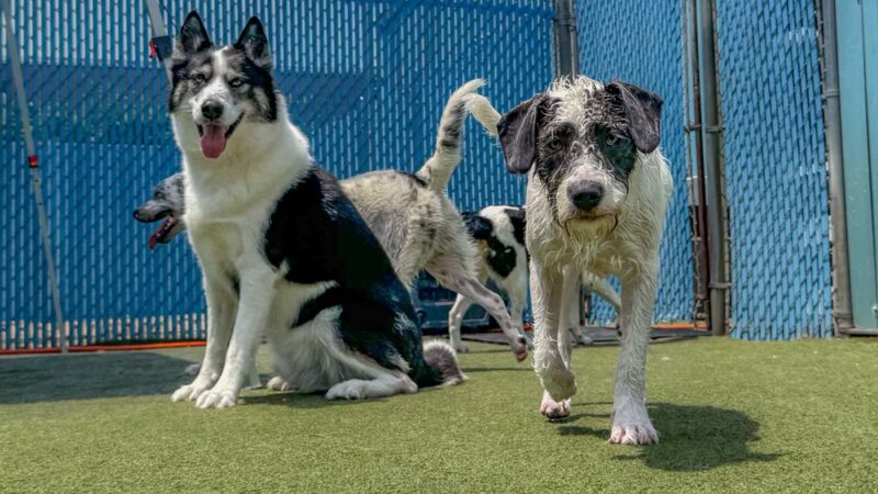 KIWIdogz - Folsom, PA